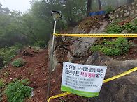 2025.5.11 박쥐 소나무 ..