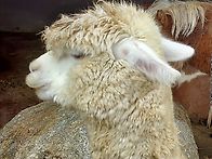 2025.10.18~19김동식 한..