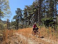 두릅찾아 헤드 빙..