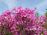 지리산 바래봉 2