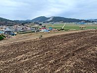 선학동마을 유채 ..