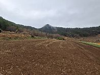 선학동마을 유채싹..