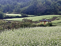 선학동마을 메밀꽃