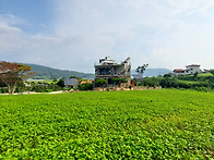 9월 7일, 선학동마..