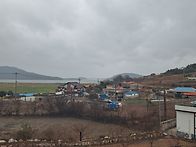 선학동마을 유채파종 후 ..