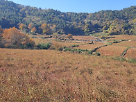 선학동마을 메밀 ..