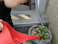 식목일 토마토 수확중입니..