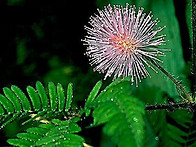 유츄프라 카치아