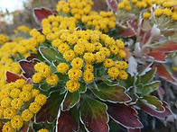 추워도 꽃은 피고 지고