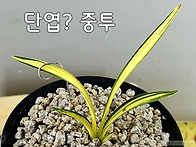 단엽 비스무리 중투, 단군..