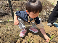 모내기 활동