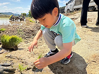 모내기 활동
