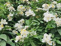 찔레꽃