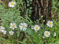 시흥갯골생태공원