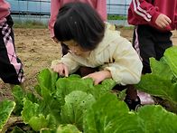 &#128081; 땅콩 캐기 ..