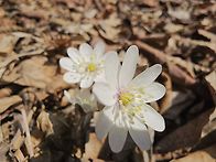 광덕게곡 야생화입니다