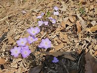 광명시 도덕산깽깽이풀