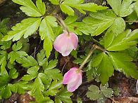 강씨봉 야생화입니다