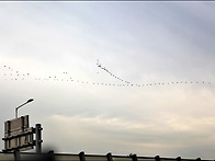 [20201106-1108]장봉도