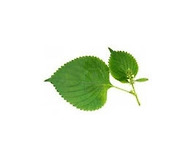 착한 깻잎