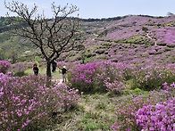 합천 황매산 산행