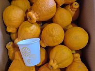 제주 하우스한라봉