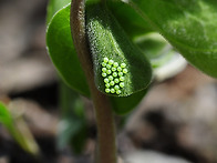 족도리풀/ 쥐방울덩굴과