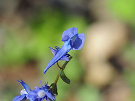 갈퀴현호색/ 현호색과
