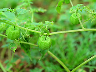 노랑꽃누운땅꽈리/ 가지과