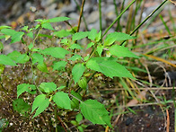 노란꽃땅꽈리/ 가지과