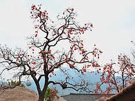 음~~ 우리집 감나무 생각나..