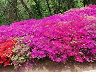5.6(화) 김포 문수산 철쭉..