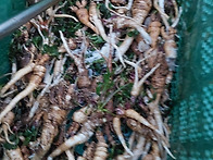 🌿첫 고사리와