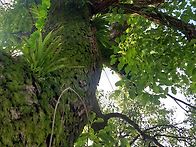 🍊비파열매와 ..