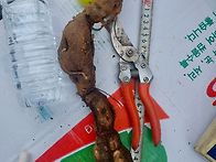 담금용 백수오 2 세트