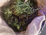 🌳동백겨우살..