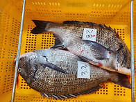 [판매완료] 추가 물량 확..