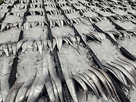 [판매중] 제철!!사이즈 좋..