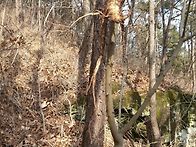 산도라지 산행기