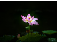 주암정 연꽃