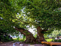 큰 나무. 귀한 나무.