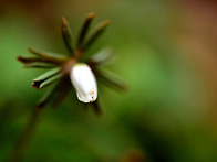 노루귀,꿩의 바람..