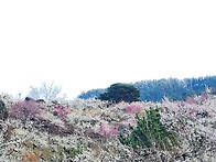 3월 14일 광양 백..