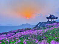 231차 어울림 25년 5월 정기산행 황매산 ..