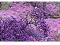 원미산 진달래(12)