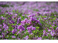 불암산 철쭉제(2)