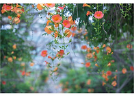부천 중앙공원 능소화(2)