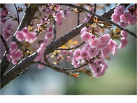 미사리 조정경기장 겹벚꽃..