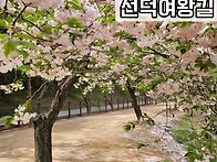 경주 선덕여왕길 겹벚꽃