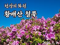합천 황매산 철쭉